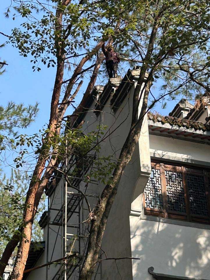 排除隱患，國資公司砍樹解民憂