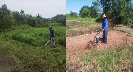 荒地復墾煥新顏  撂荒整改顯成效